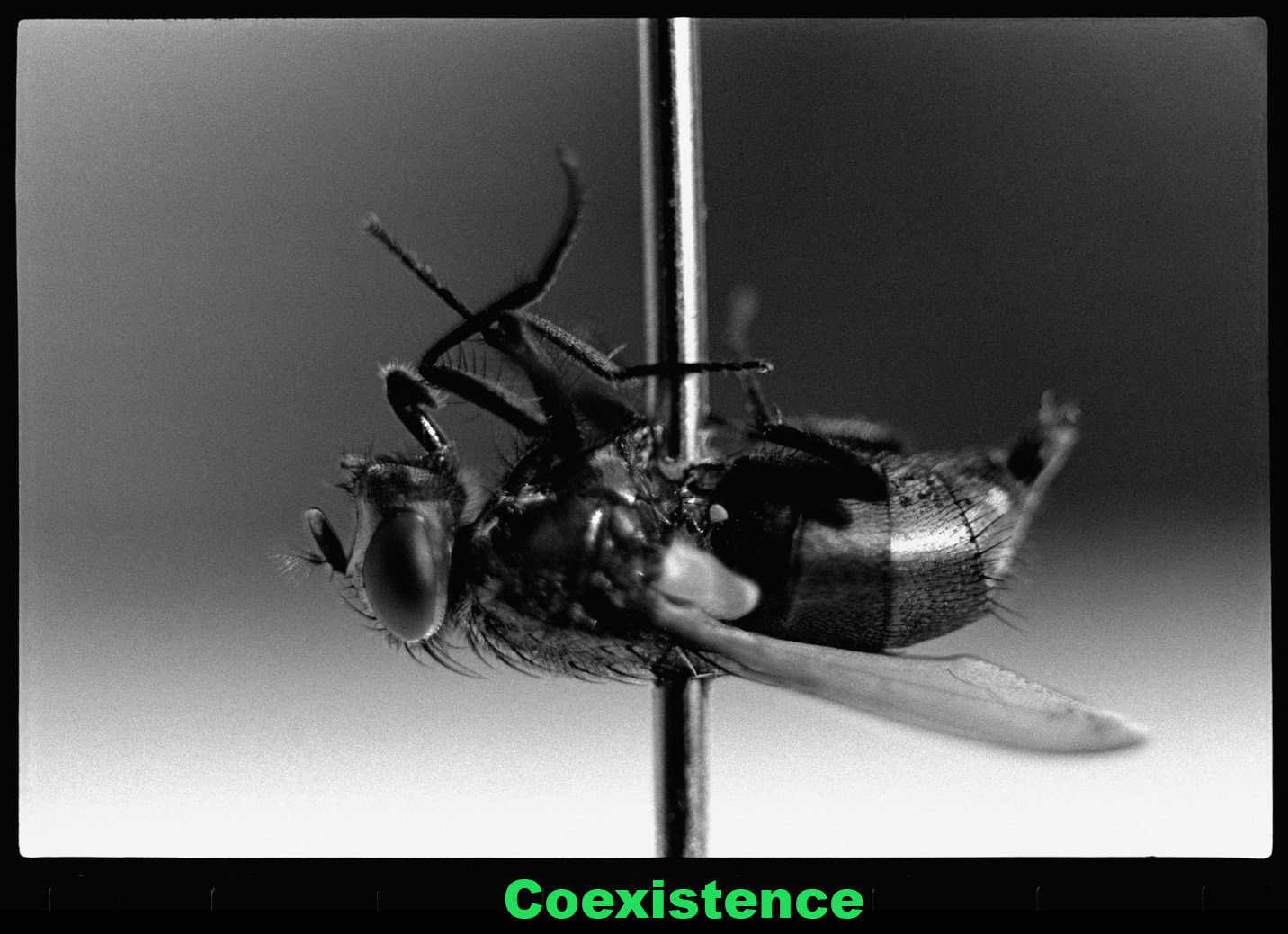 coexist_4d