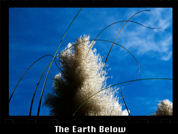 grass_feather