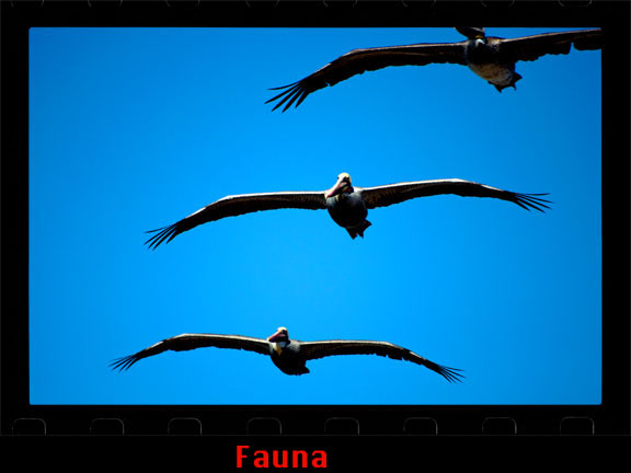 fauna